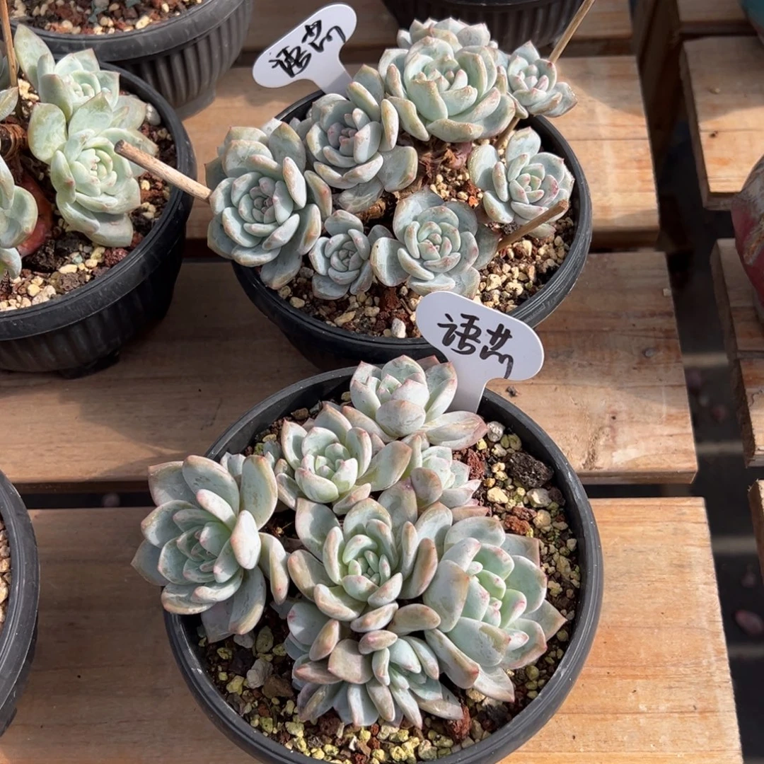 语***芯语芯拍石榴籽星影组合2颗