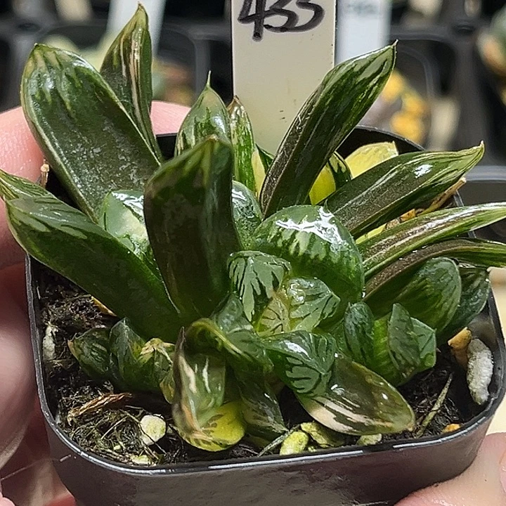 433多头花水晶玉露锦