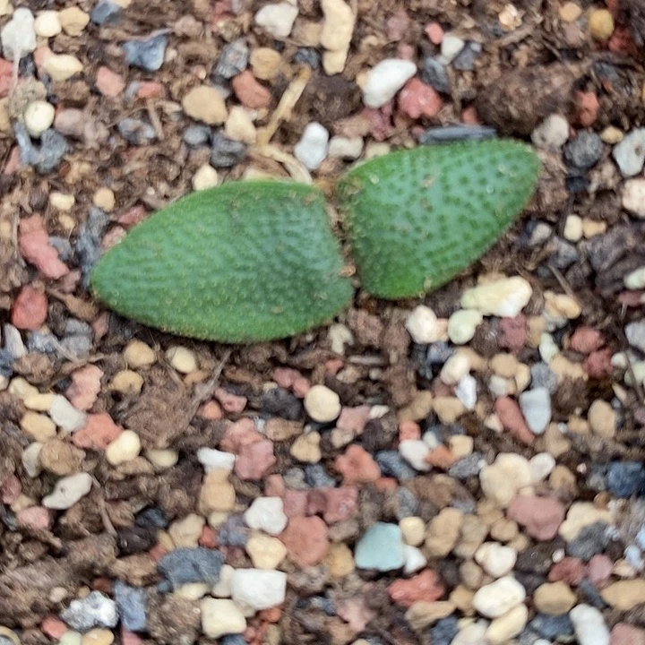 744刺叶石蒜一颗。