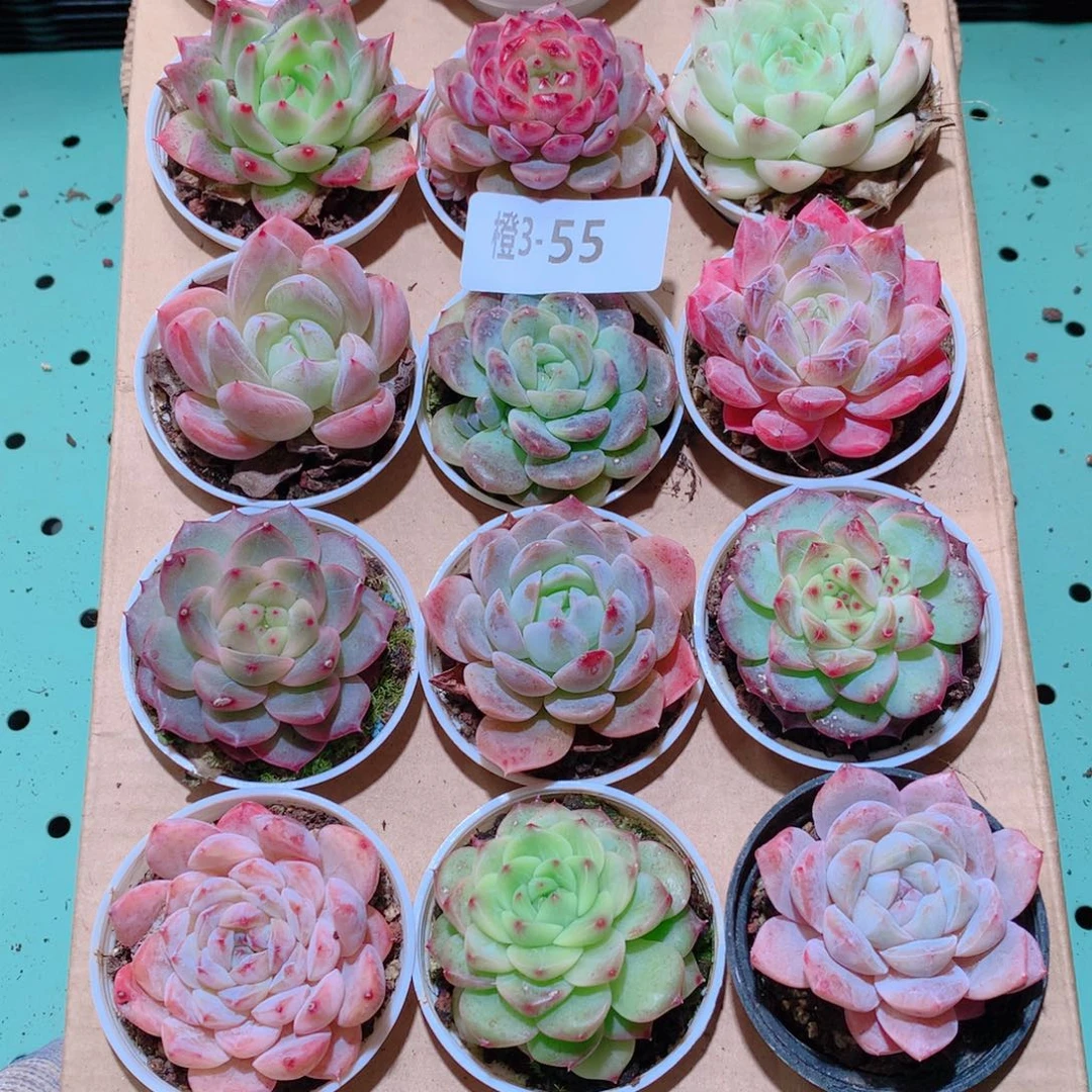 3-55一物一拍多肉带盆18颗
