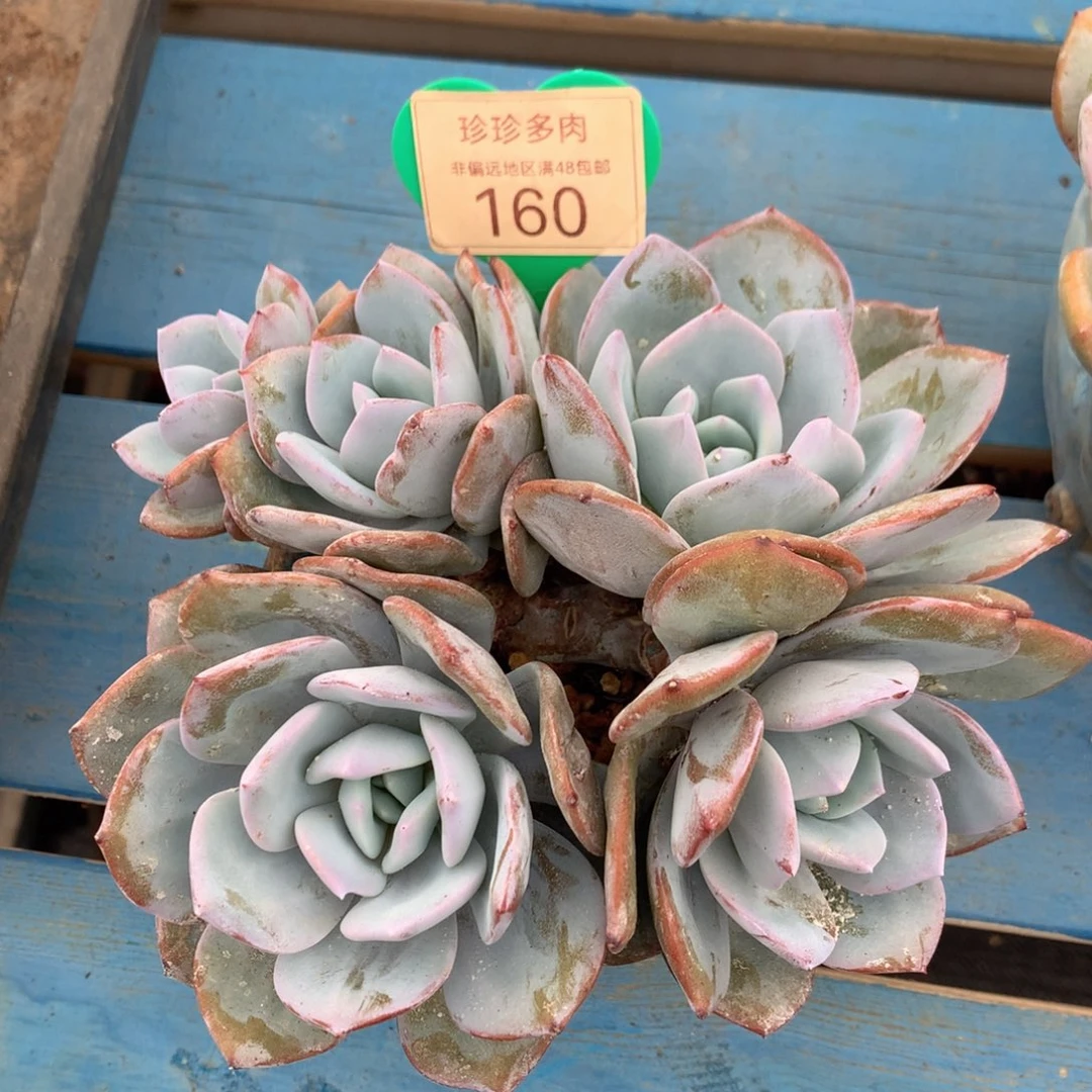 花***子韩版奶茶老桩无砍160