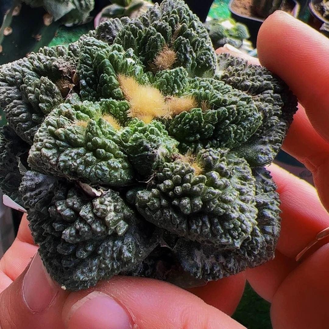 无花朵福利龟甲牡丹518