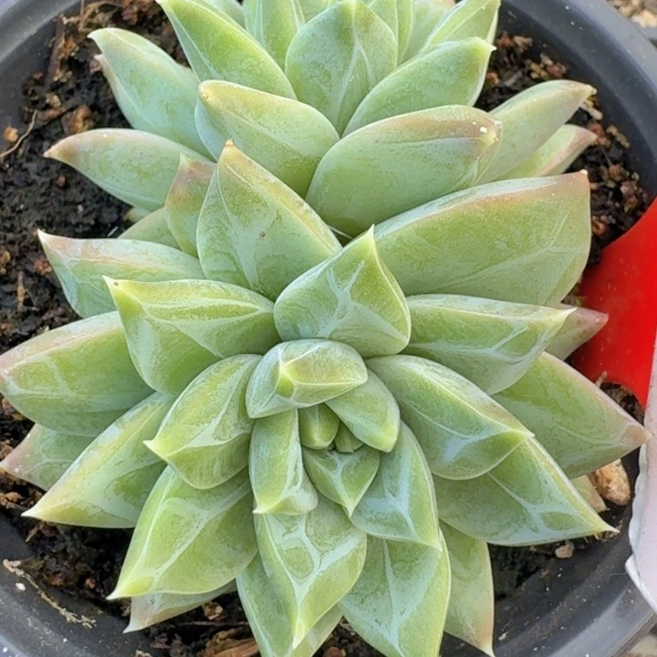 美人254多肉植物