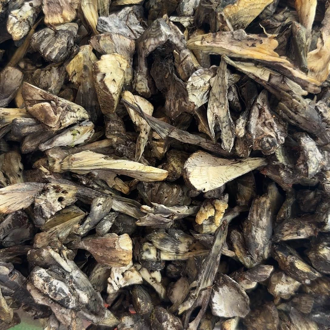 溢***宝云南南华野生菌中国大陆