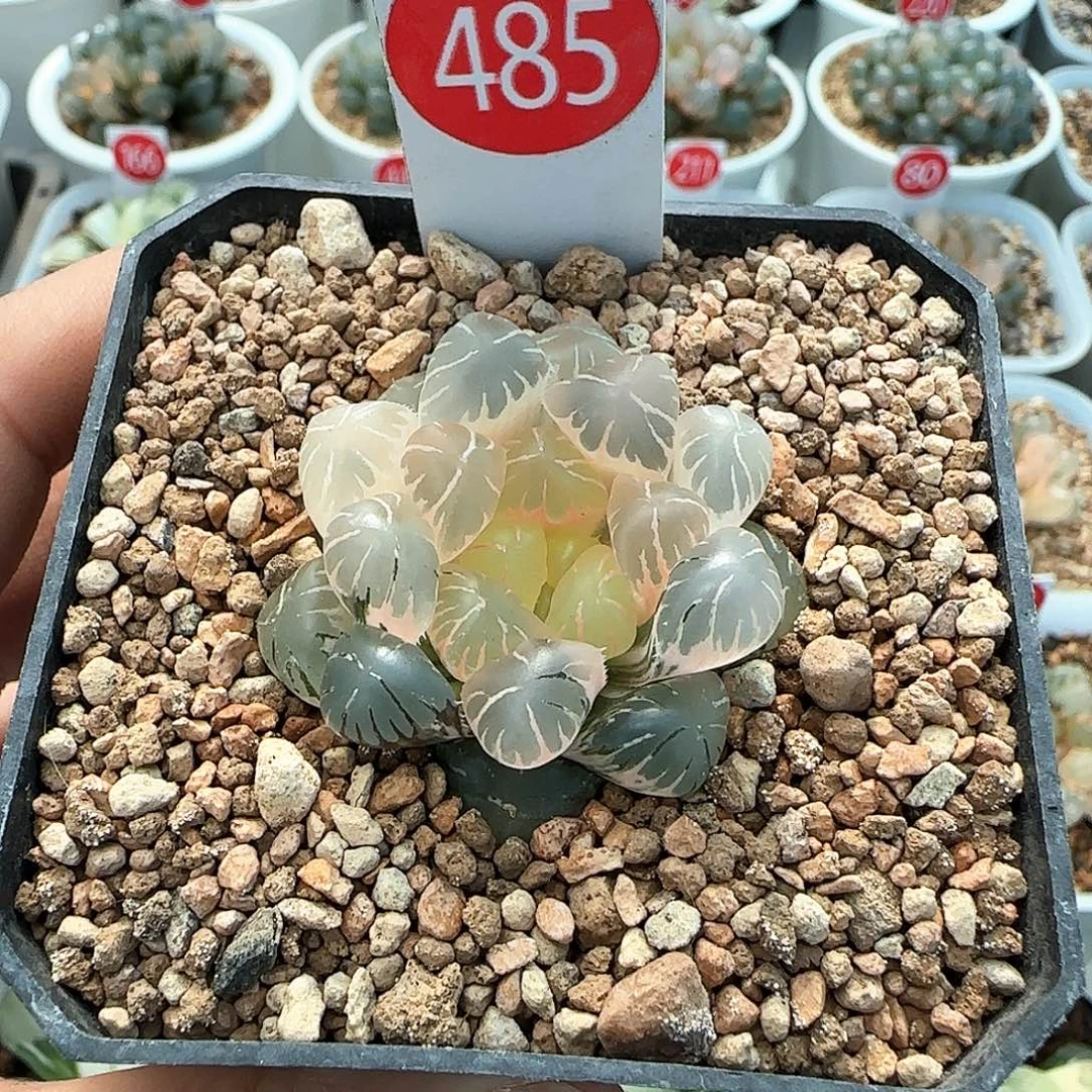 钓***者485号糊斑冰灯玉露锦一物一拍带盆土