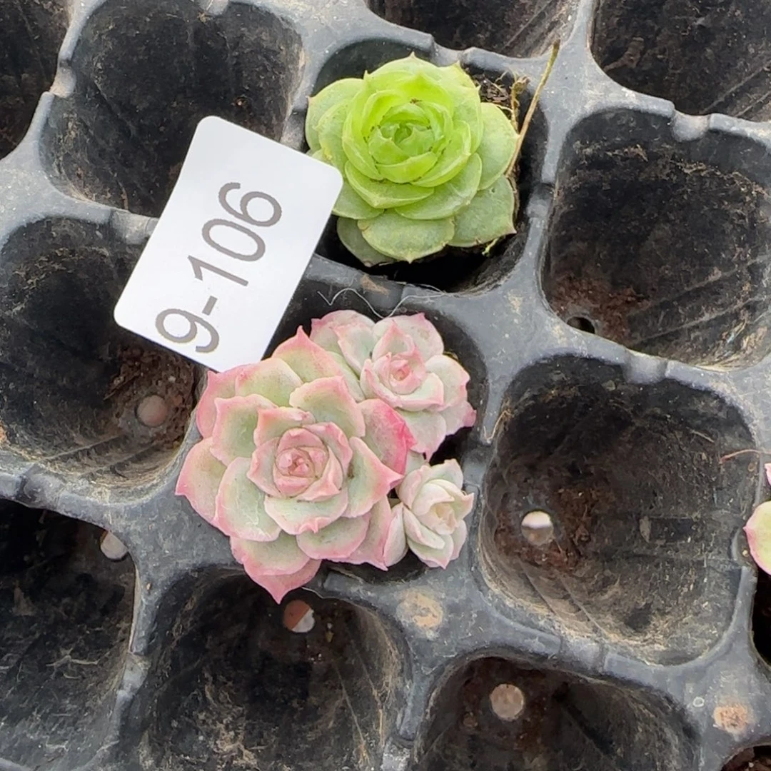 多肉小卡拉米糖心一物一拍