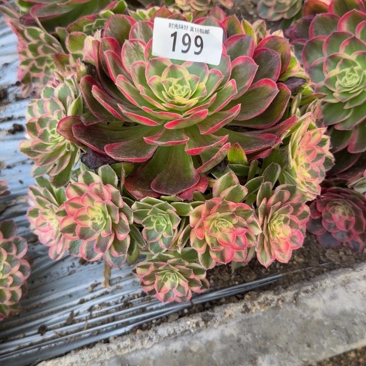 L***p199玉芙蓉到秋天。多肉