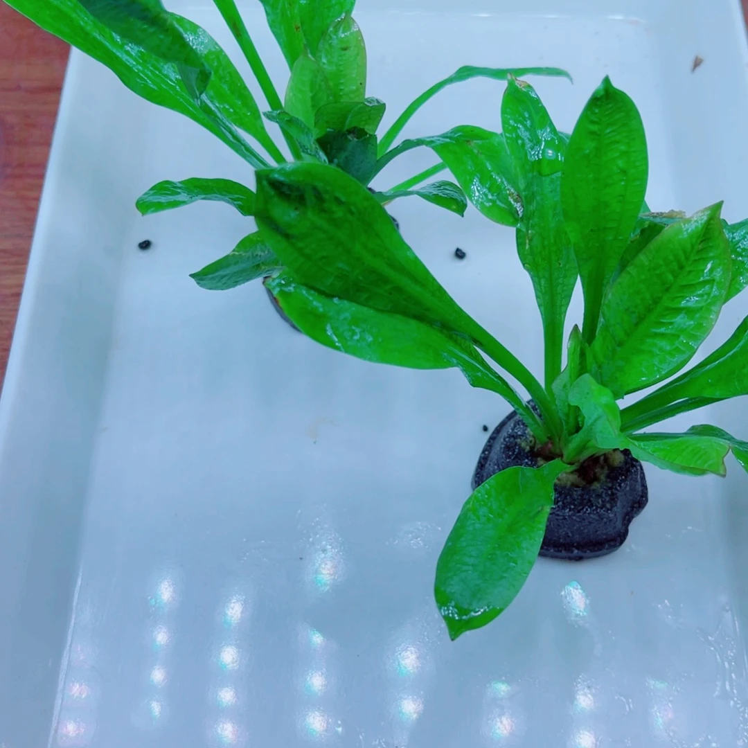 翡翠皇冠带底座直接放鱼缸