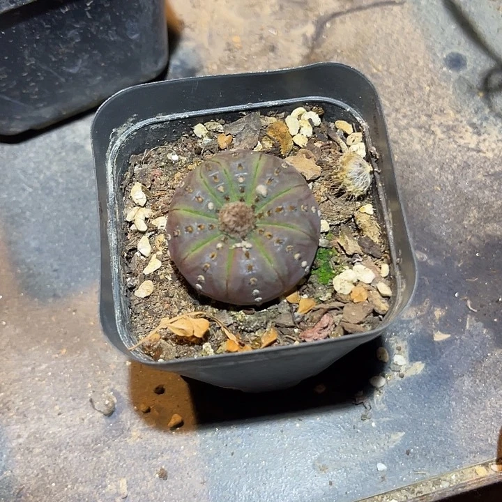 满38包邮2天凑单,脱土晾根发货多肉植物