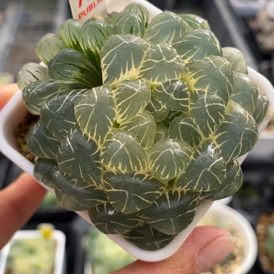 731湖斑湖水玉露锦一物一图