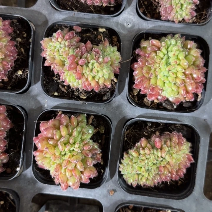 卡罗尔缀化1111。具体