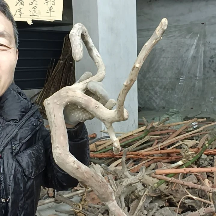 稳定木多****金贵州檬子木   铁马鞭   根艺  半成品