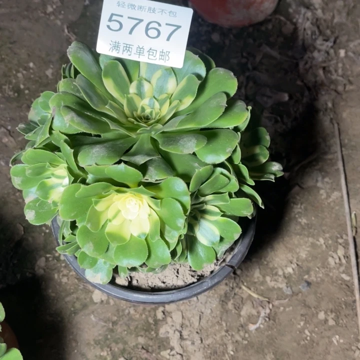 5767辛尼亚的人多肉的