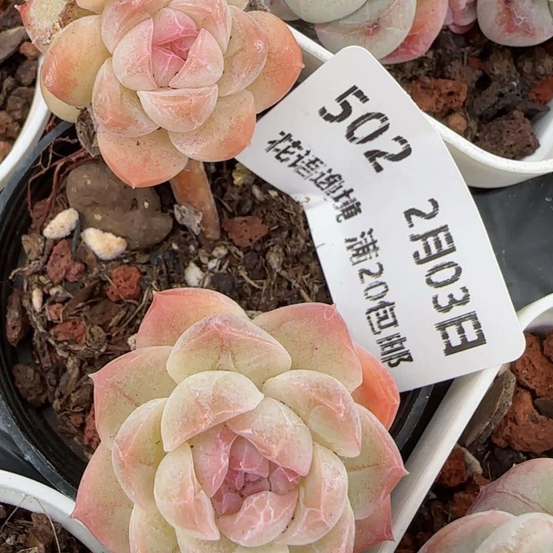 花语逸镜0203-502