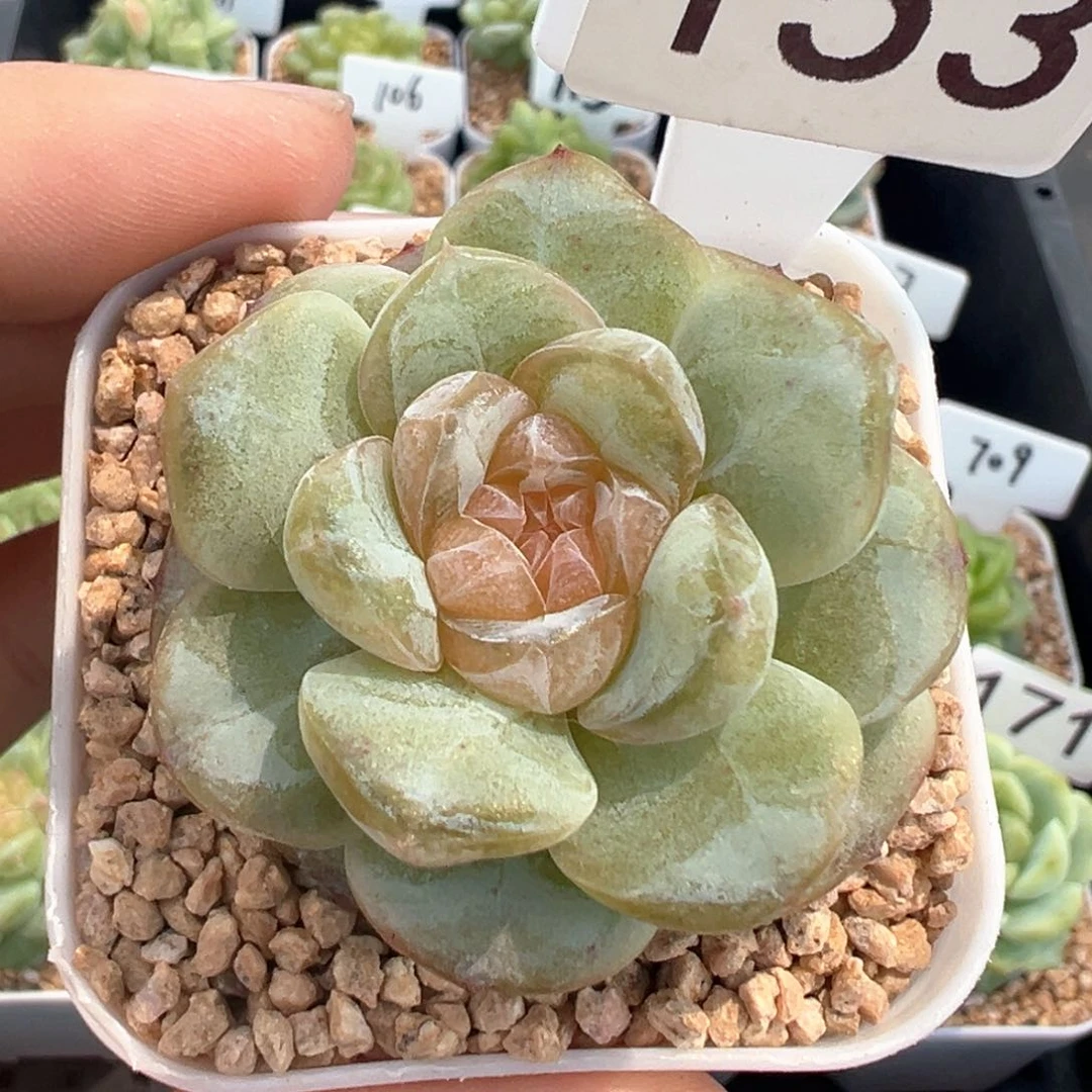 153号风花雪月系列若画