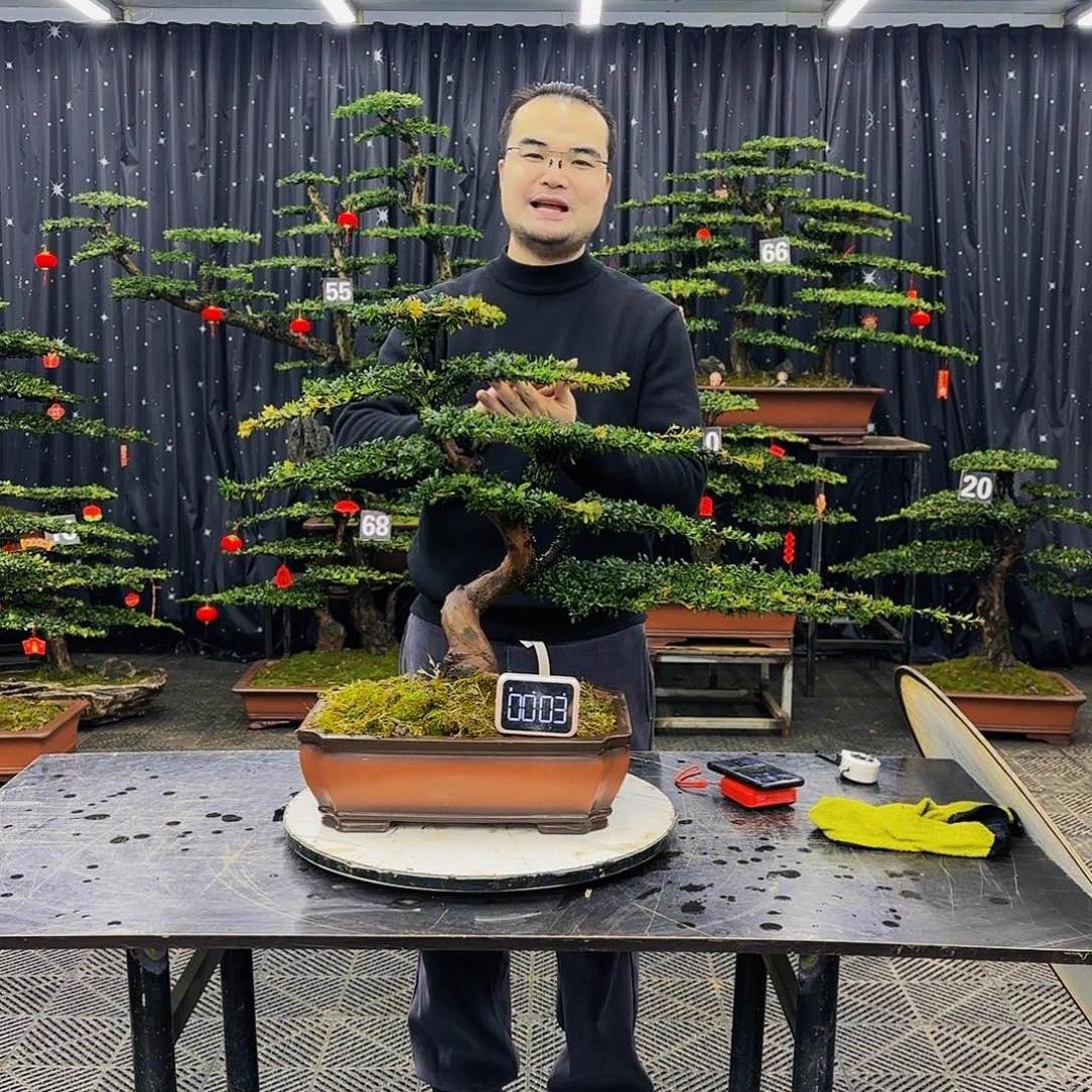 松树柏树造型盆景