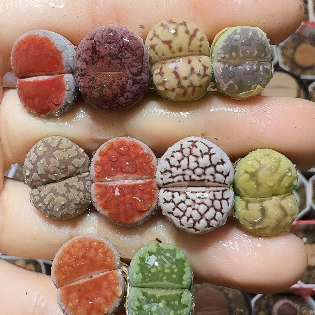 生石花等11111111。  307
