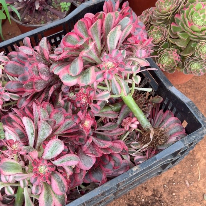 初恋手捧花啊啊啊