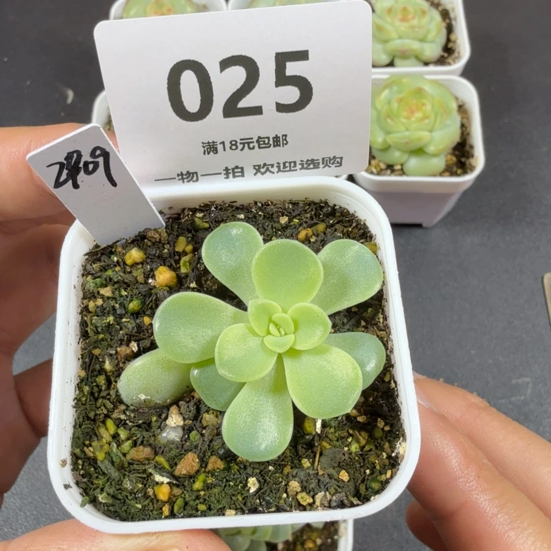 甜心2909帕帕拉恰025