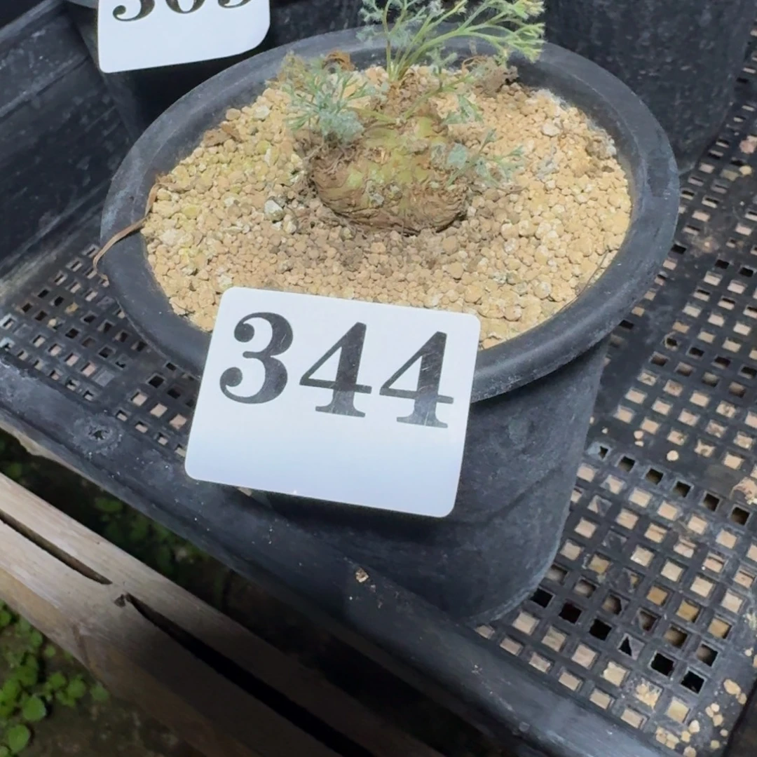 鱼***仙白皮月界多肉植物