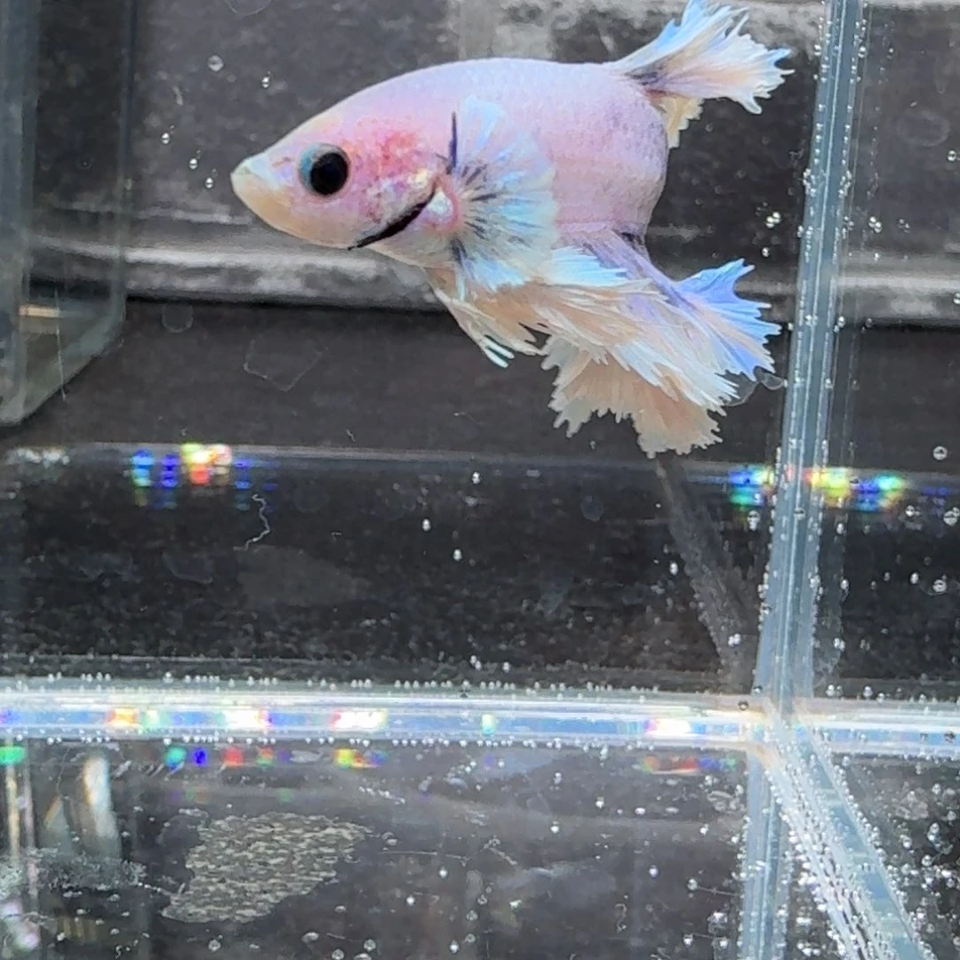 海水鱼23号拍品印尼斗鱼