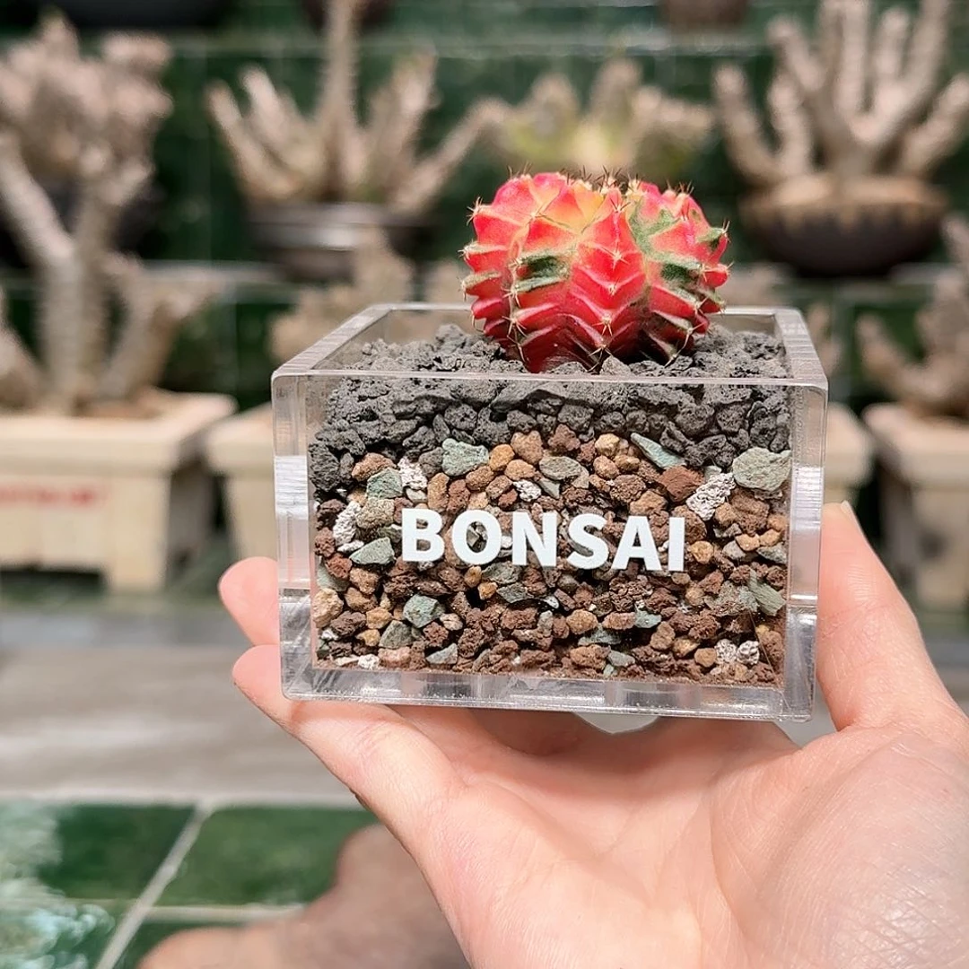 红陶米哈仙人球 一物一拍27