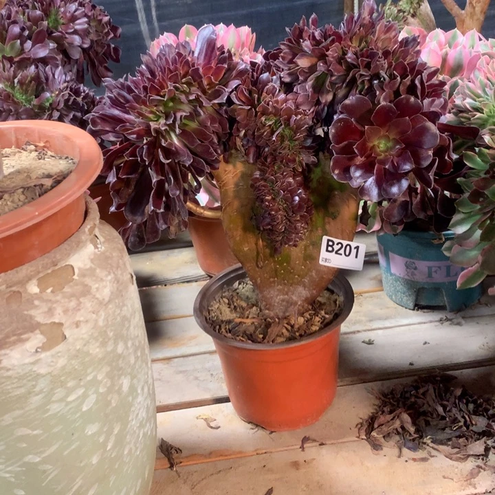 201欧紫缀多肉法师