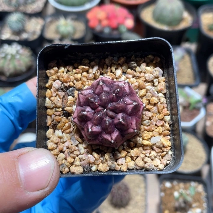 336无刺紫色梦想