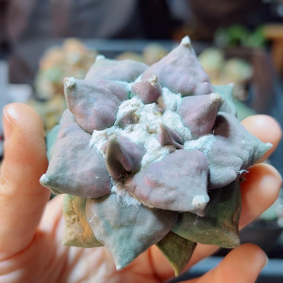 38号自根紫肌龙怒7.2公分