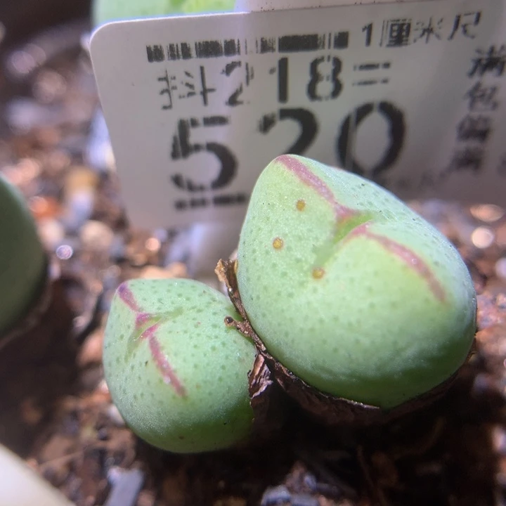 精品生石花218.520