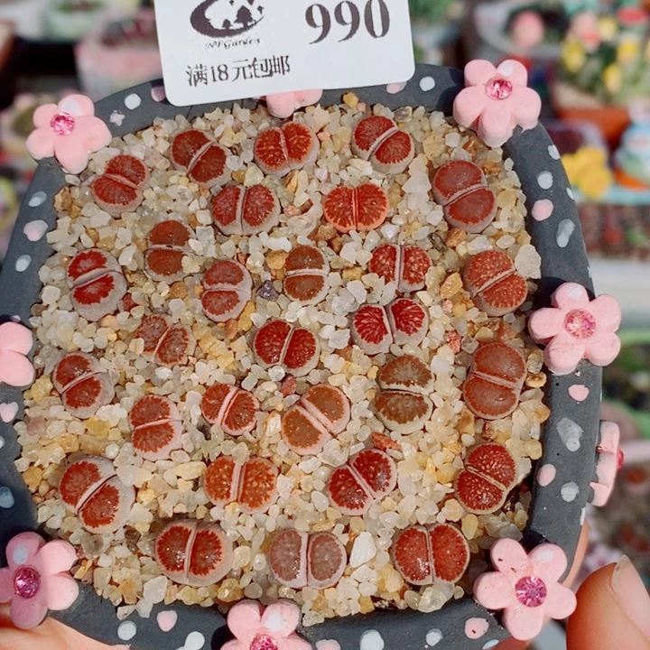 生石花花花花花花990