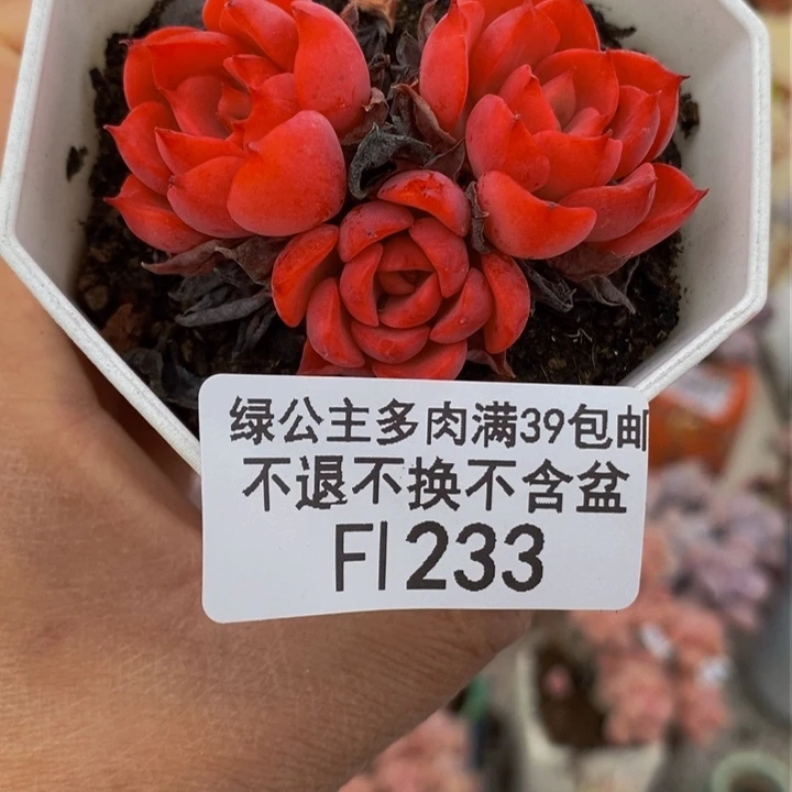 高贵5cm233多肉植物