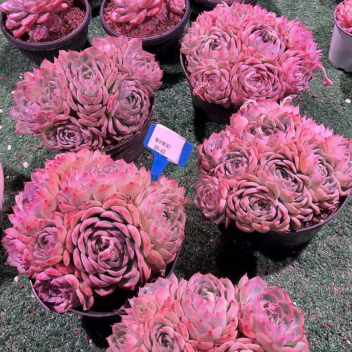 19.65侧影一个朵肉