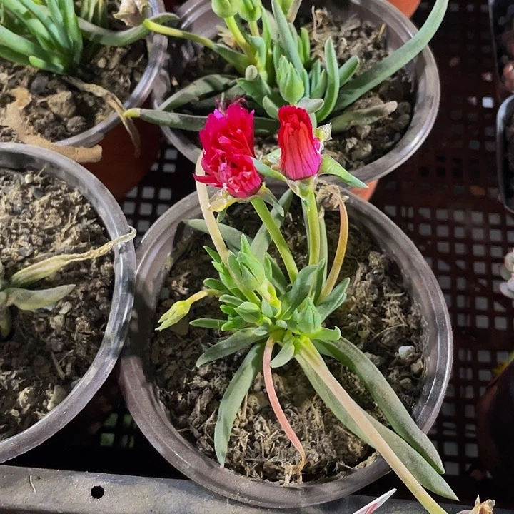 大奔龙2.8带盆土发