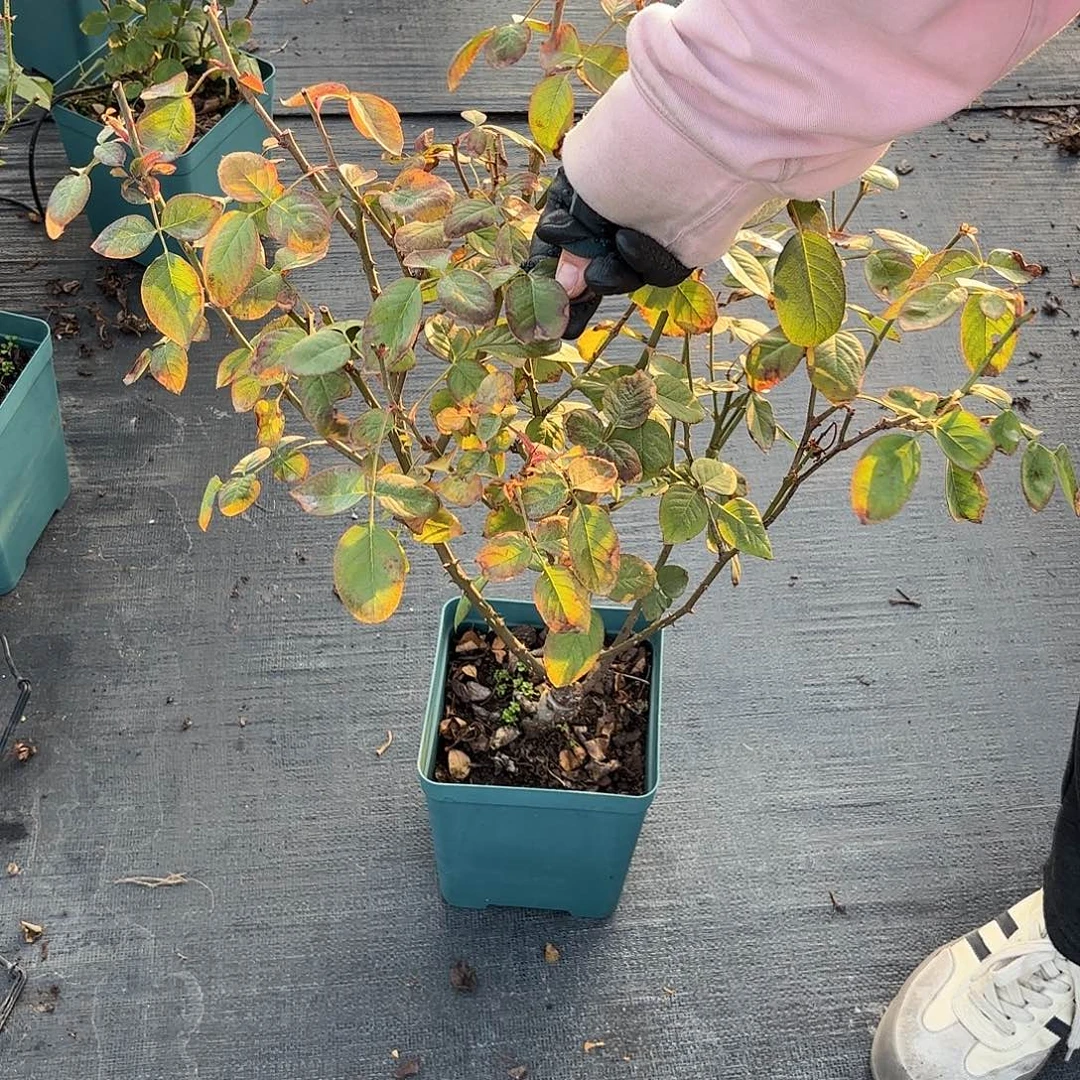 h***a单提贝斯1.5加仑根接