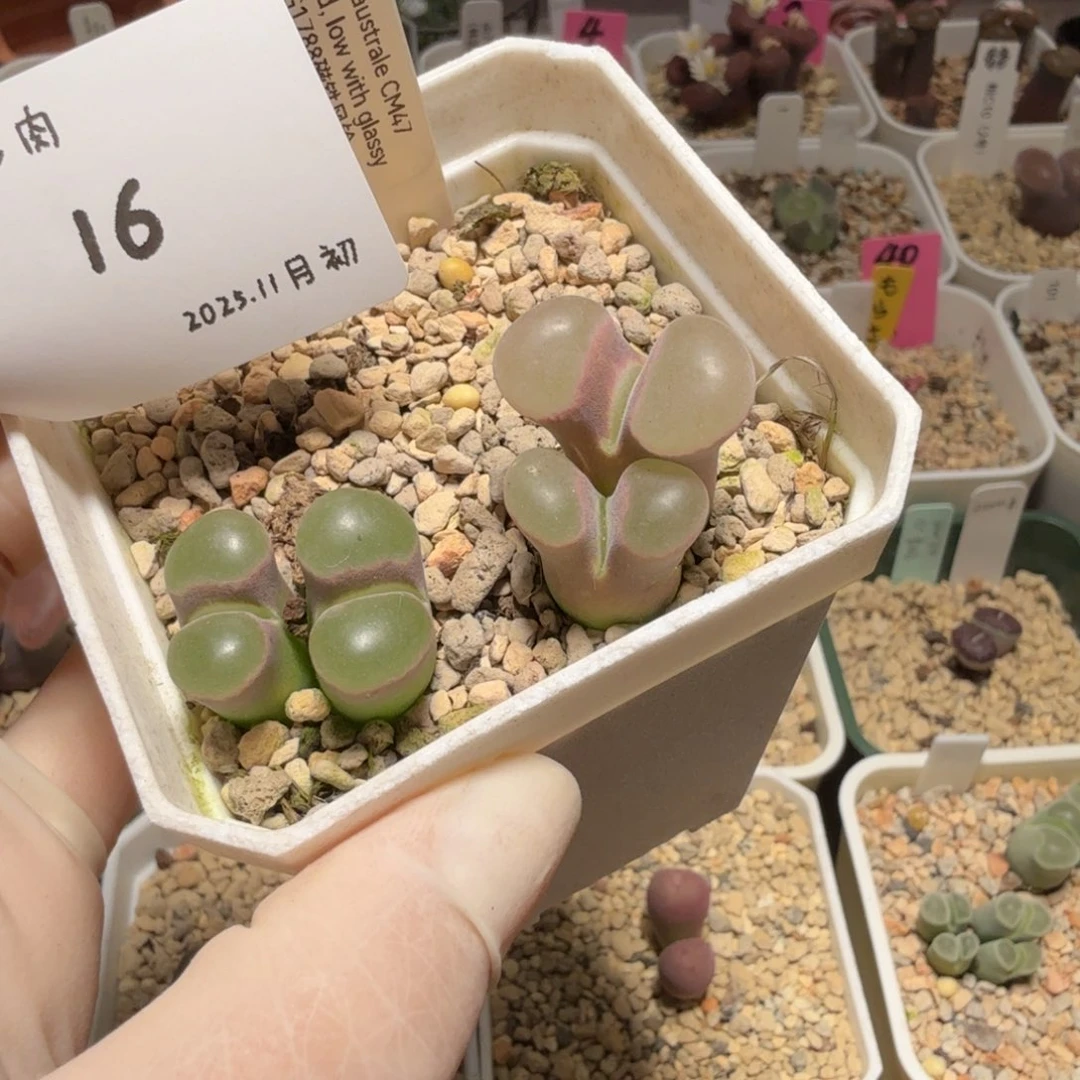 多肉多肉多肉11-016