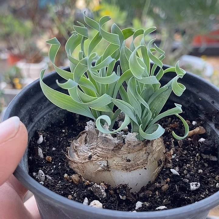 823贵妃弹簧草母本球