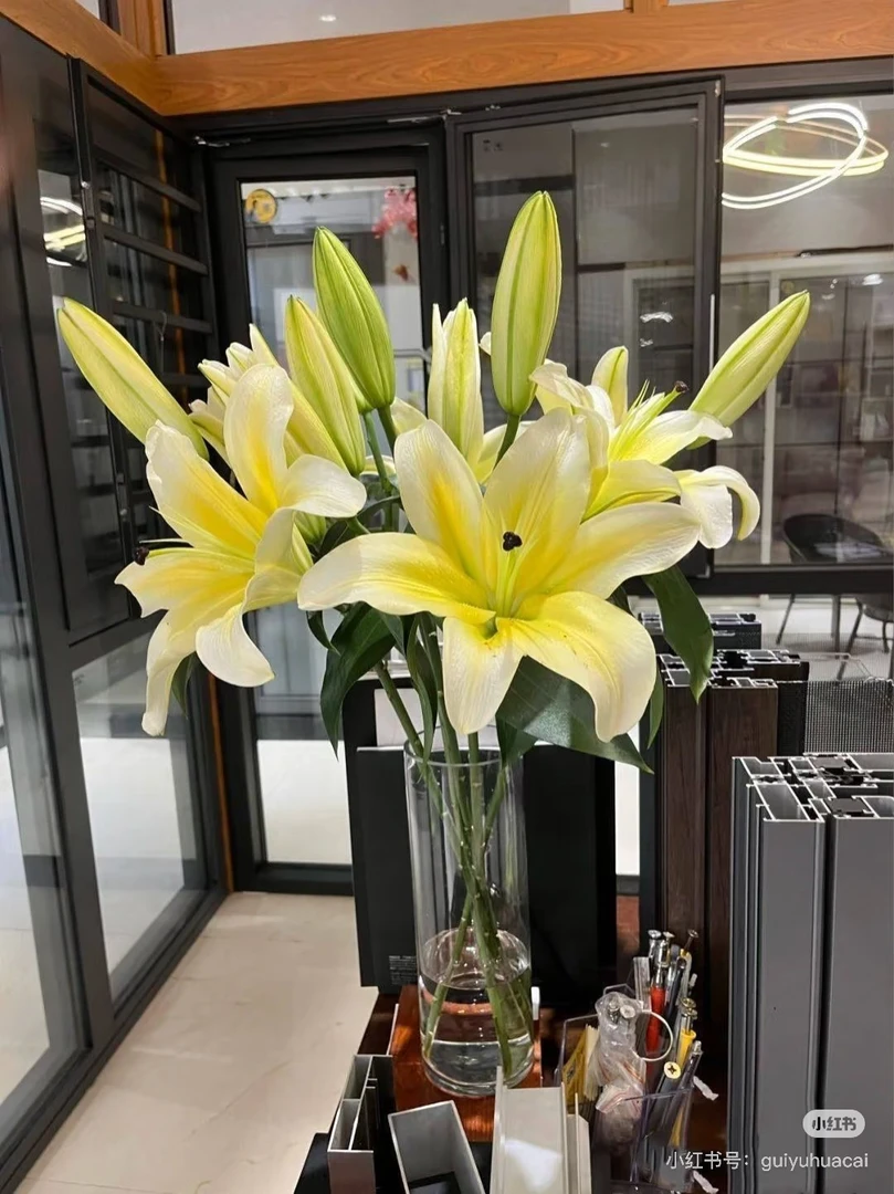 【黄色百合三头】云南基地鲜花直发 水养插花鲜切花礼物送人【楚楚】