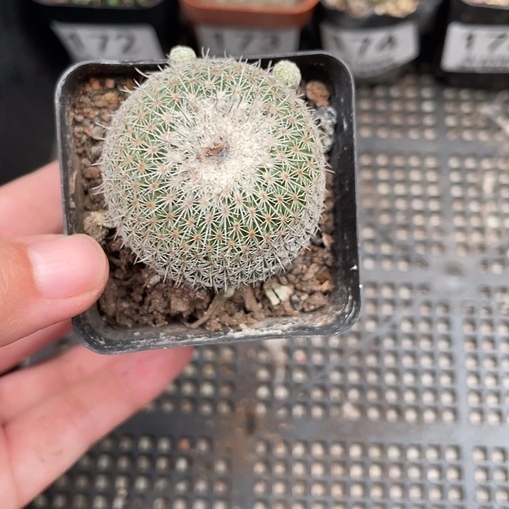 177乌月丸仙人球植物