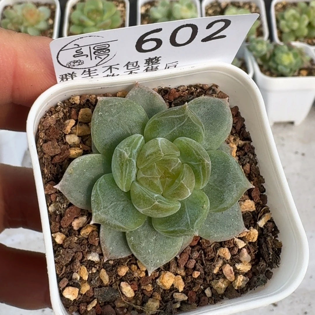 如图602优选麦芽100号一颗