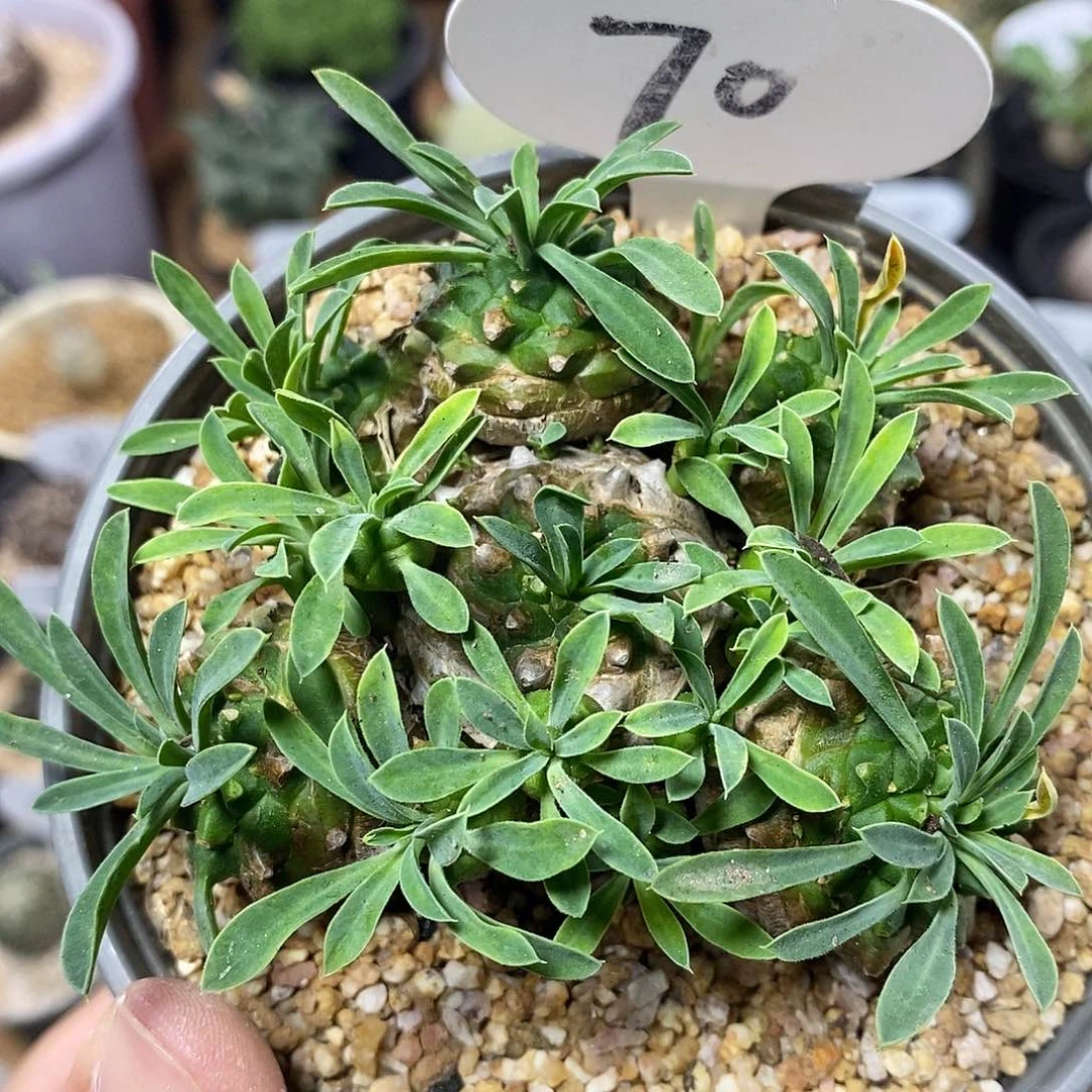 峨眉山群生70号7.3cm