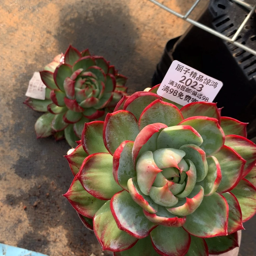 2023号多肉14厘米