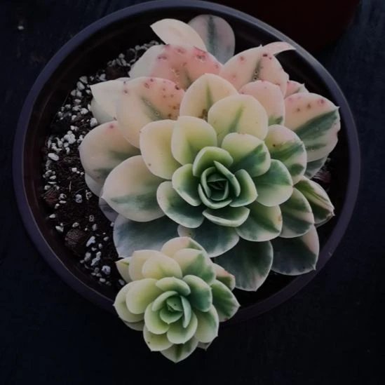 星娜塔超白锦（包菜家里的）