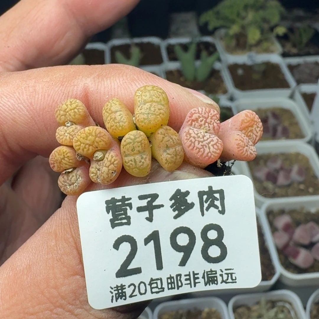 鸟哈尼。                脱土。
