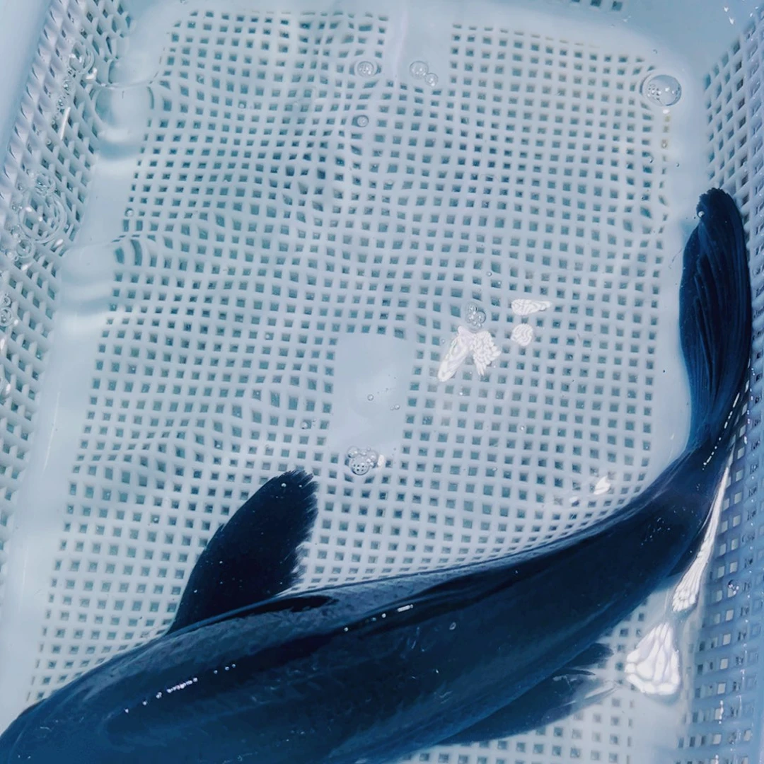 海水鱼锦鲤观赏鱼113