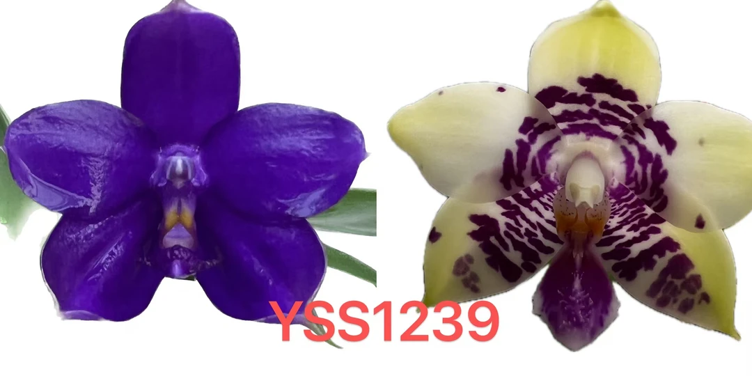 yss1239  3寸 苗株 少根 瑕疵 鲜花绿植