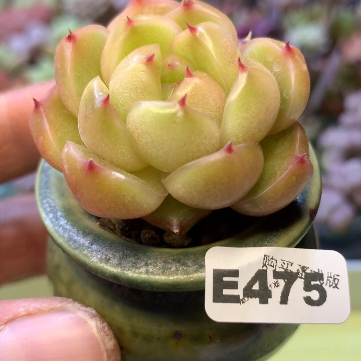 E475一物一拍带盆发