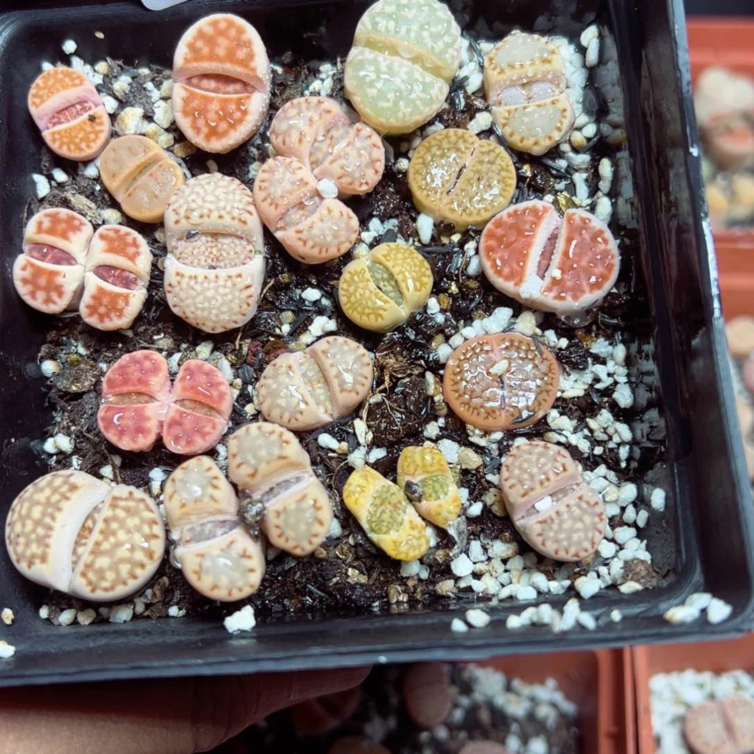 【闪购商品】344。