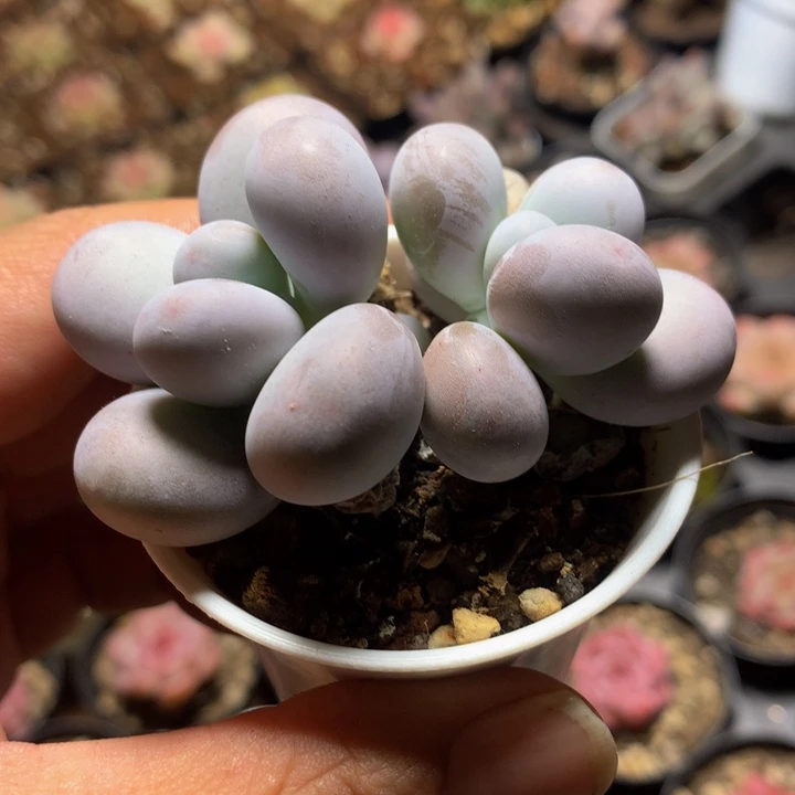 双头奶洛一物一拍