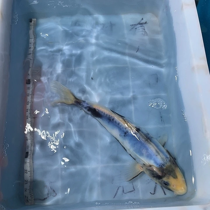 蝴蝶鲤鱼渔场直发91